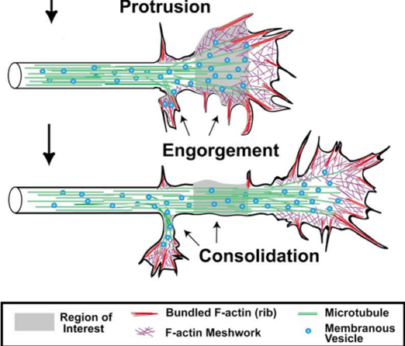 DR. ASHISH JHA GROWTH CONE STAGES