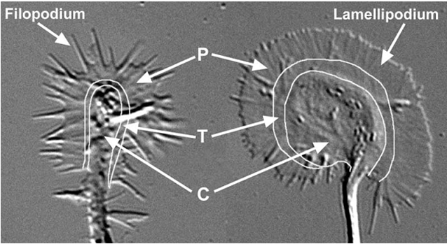 DR. ASHISH JHA GROWTH CONE