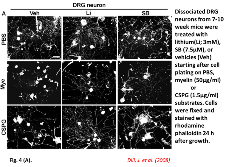 DR. ASHISH JHA GROWTH OF NEURONS