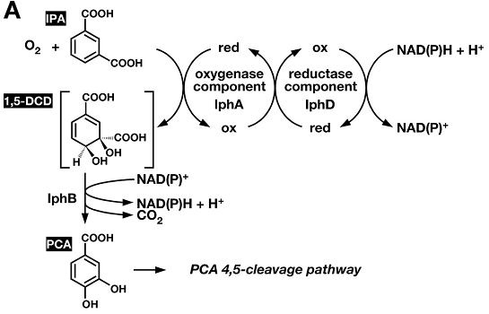 ISOPHTHALATE DEGRADATION FROM FUKUHARA ELAL 2010